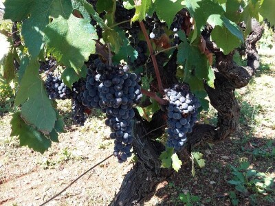 OPG Perkov-Stipičin