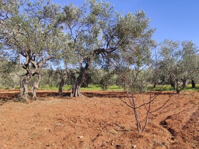 OPG Perkov-Stipičin