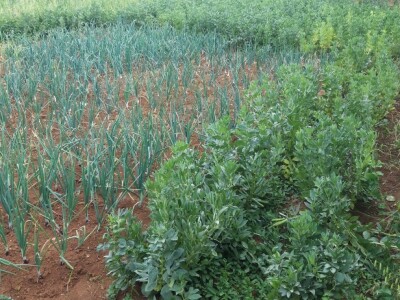 OPG Perkov-Stipičin