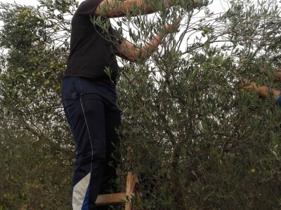 OPG Perkov-Stipičin