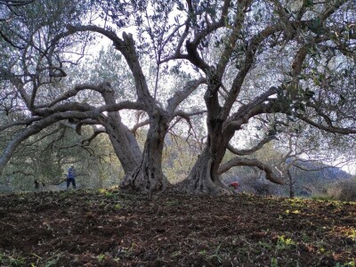 OPG Perkov-Stipičin