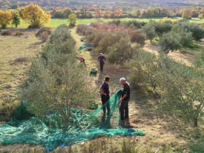 OPG Perkov-Stipičin