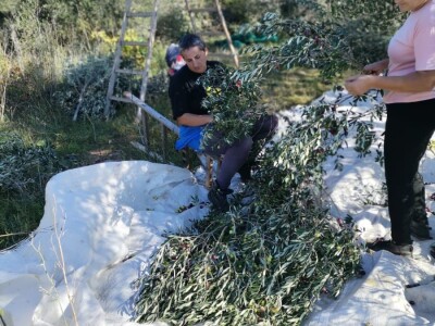 OPG Perkov-Stipičin