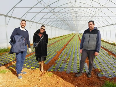 OPG PEŠIĆ JOSIP -  Josipova profitabilna zimska kristalka i prve lubenice sa Velike Opatije OPG PEŠIĆ JOSIP -  Josipova profitabilna zimska kristalka i prve lubenice sa Velike Opatije