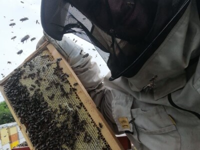 OPG PETAR MATAK - Pripravci od pčelinjeg otrova pomoći će ženama da ostanu vječno mlade?!