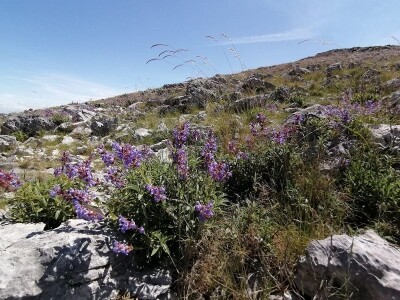 OPG PETAR MATAK - Pripravci od pčelinjeg otrova pomoći će ženama da ostanu vječno mlade?!