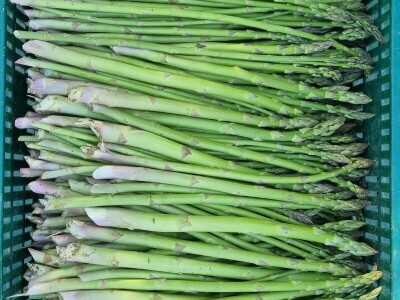 OPG Petrović šparoge