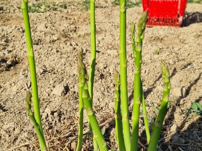 OPG Petrović šparoge