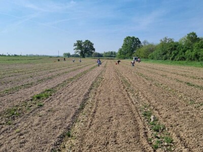 OPG Petrović šparoge