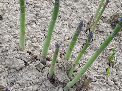 OPG Petrović šparoge