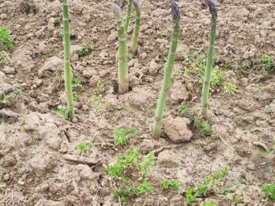 OPG Petrović šparoge