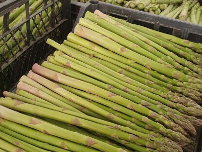 OPG Petrović šparoge