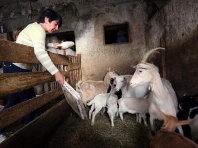 OPG Pintar OPG Pintar