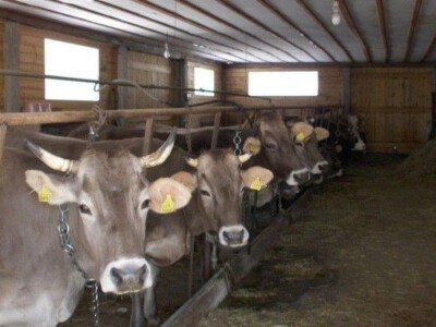 OPG Pintar OPG Pintar