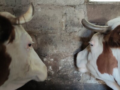 OPG Plahutar Ivan OPG Plahutar Ivan