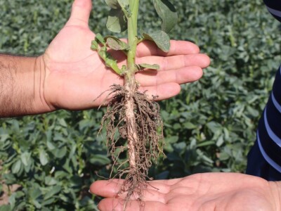 OPG Ponediljak - uzgoj boba