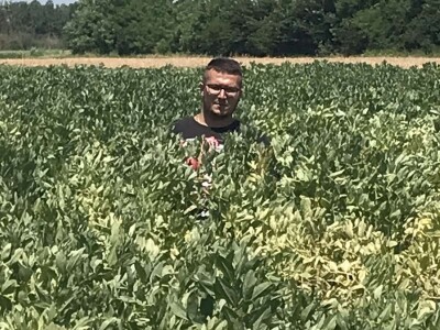 OPG Ponediljak - uzgoj boba