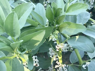 OPG Ponediljak - uzgoj boba