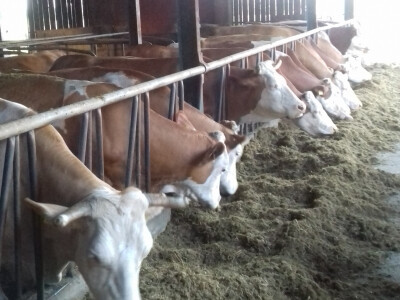 OPG Pranjić dnevno preradi 100 litara mlijeka u prvorazredni sir