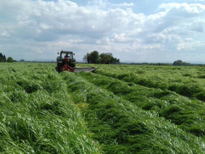 OPG Pranjić dnevno preradi 100 litara mlijeka u prvorazredni sir