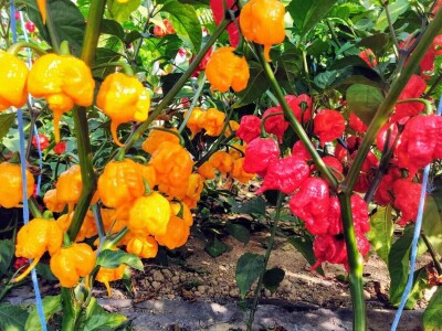 OPG Preložnjak Nedelišće