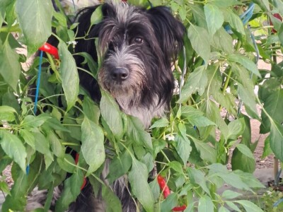 OPG Preložnjak Nedelišće