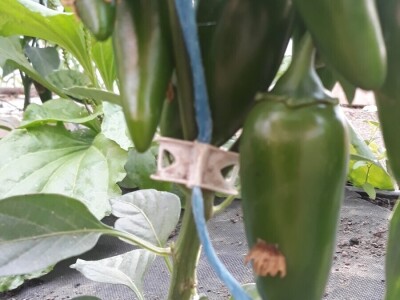 OPG Preložnjak Nedelišće