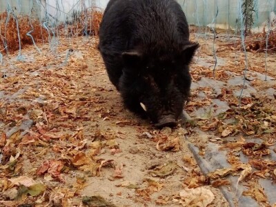 OPG Preložnjak Nedelišće