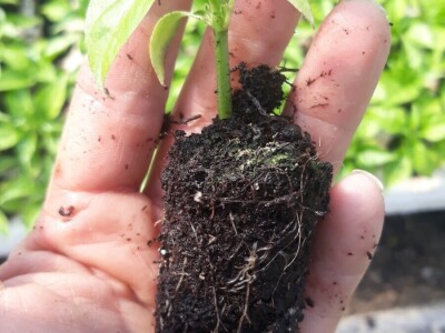 OPG Preložnjak Nedelišće