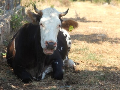 OPG Promina - stočarstvo na obroncima Dalmatinske zagore