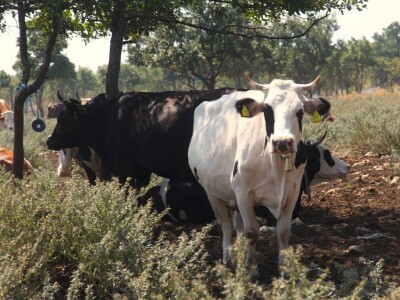 OPG Promina - stočarstvo na obroncima Dalmatinske zagore