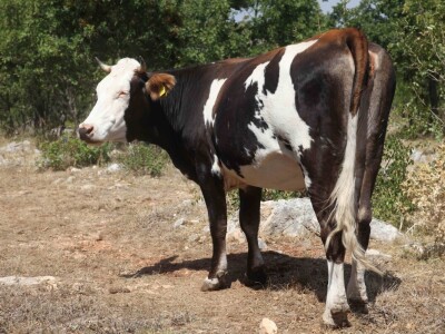 OPG Promina - stočarstvo na obroncima Dalmatinske zagore