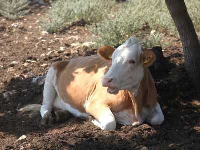OPG Promina - stočarstvo na obroncima Dalmatinske zagore