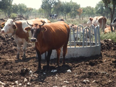 OPG Promina - stočarstvo na obroncima Dalmatinske zagore