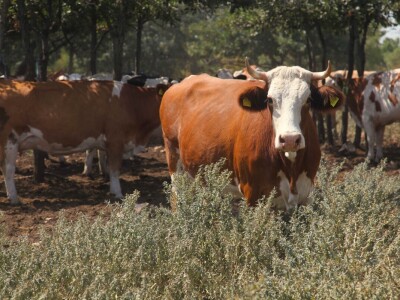 OPG Promina - stočarstvo na obroncima Dalmatinske zagore