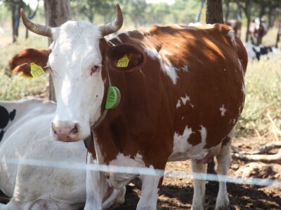 OPG Promina - stočarstvo na obroncima Dalmatinske zagore