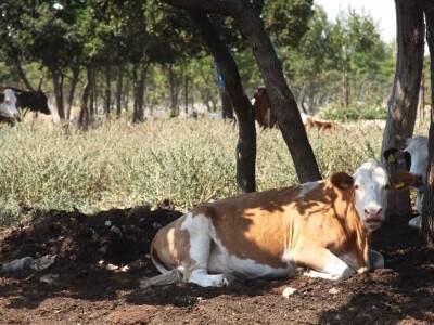 OPG Promina - stočarstvo na obroncima Dalmatinske zagore
