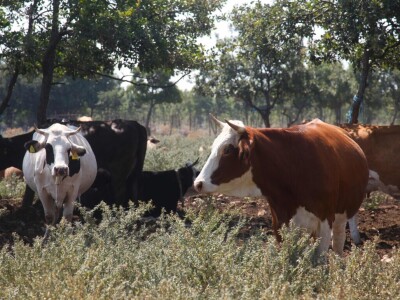 OPG Promina - stočarstvo na obroncima Dalmatinske zagore
