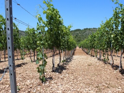 OPG Rade Županović Kruševo