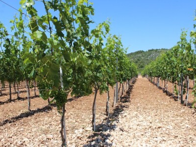 OPG Rade Županović Kruševo