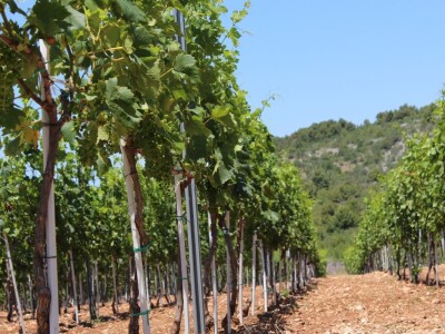 OPG Rade Županović Kruševo