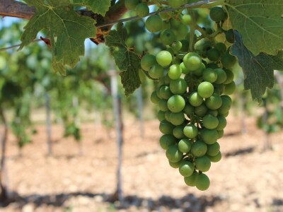 OPG Rade Županović Kruševo