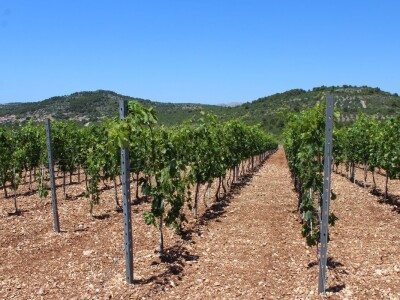 OPG Rade Županović Kruševo