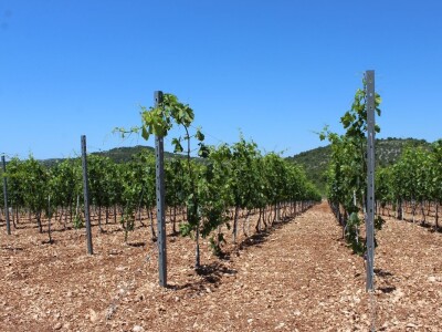 OPG Rade Županović Kruševo