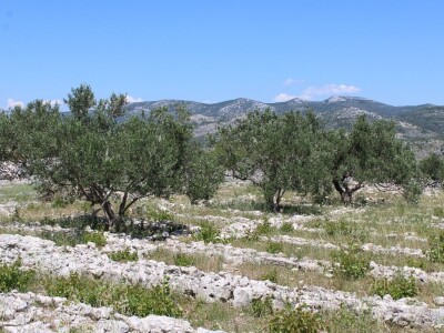 OPG Rade Županović Kruševo