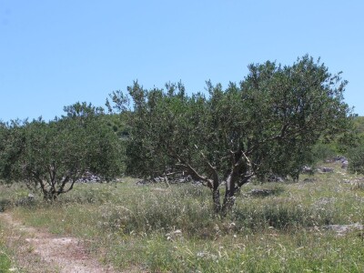 OPG Rade Županović Kruševo