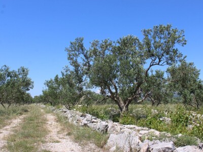 OPG Rade Županović Kruševo