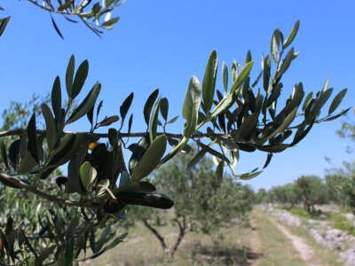 OPG Rade Županović Kruševo