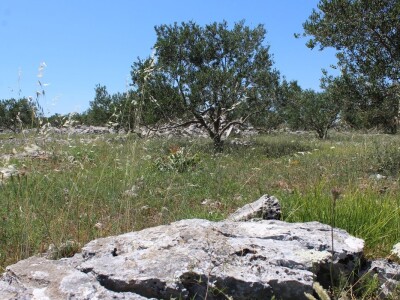 OPG Rade Županović Kruševo