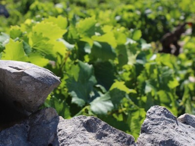 OPG Rade Županović Kruševo